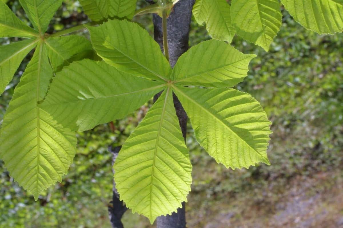 hojas castaño de indias