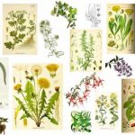 La medicina herbaria acompaña el desarrollo de la humanidad