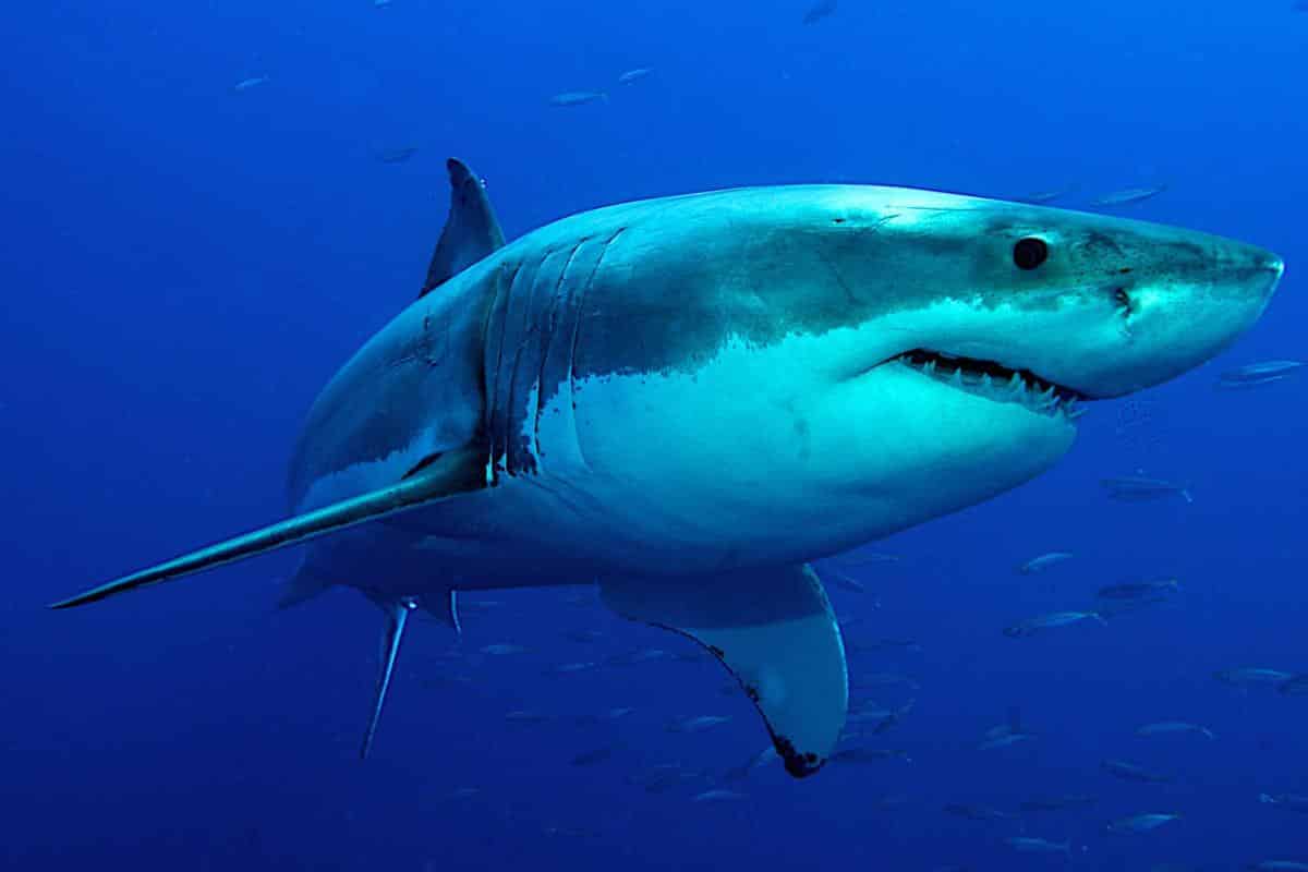 Cartílago de tiburón, sus usos en Medicina