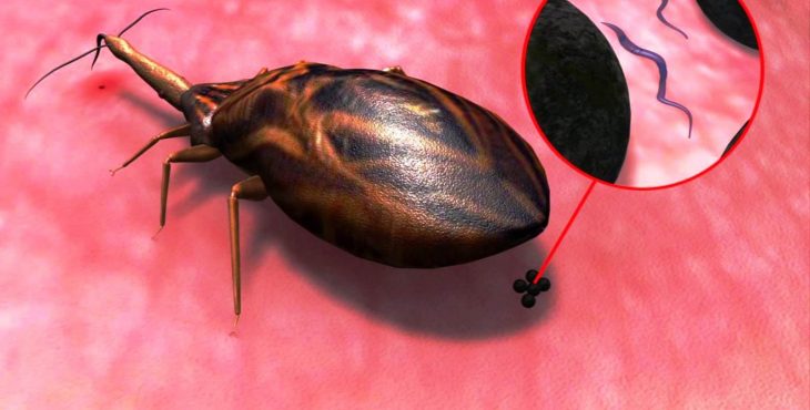El Trypanosoma cruzi ocasiona la enfermedad de Chagas