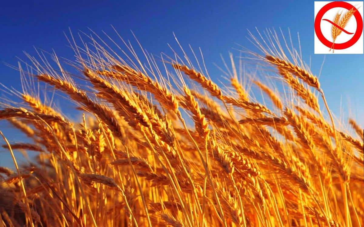 La intolerancia al gluten está asociada al consumo de cereales como trigo, el centeno, la cebada, la avena y otros cereales
