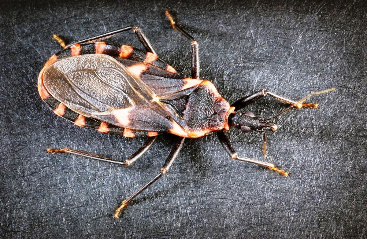 La enfermedad de Chagas se desarrolla cuando los vectores chupan la sangre de los seres humanos y sus animales domésticos dejando las heces cargada de parásitos