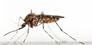 aliviar las picaduras de mosquitos Las medidas de control de mosquitos contribuyen a evitar que nos enfermemos