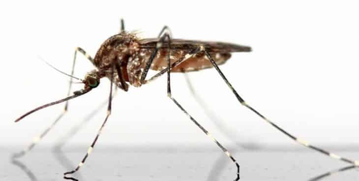 Las medidas de control de mosquitos contribuyen a evitar que nos enfermemos