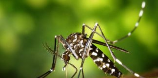 Los diferentes tipos de mosquitos son capaces de transmitir enfermedades específicas