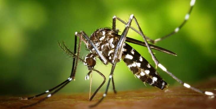 Los diferentes tipos de mosquitos son capaces de transmitir enfermedades específicas