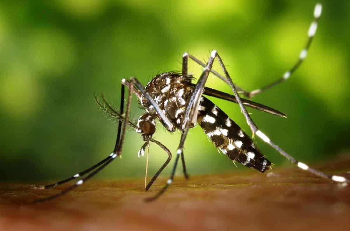 De vacaciones al trópico… cuidado con los mosquitos