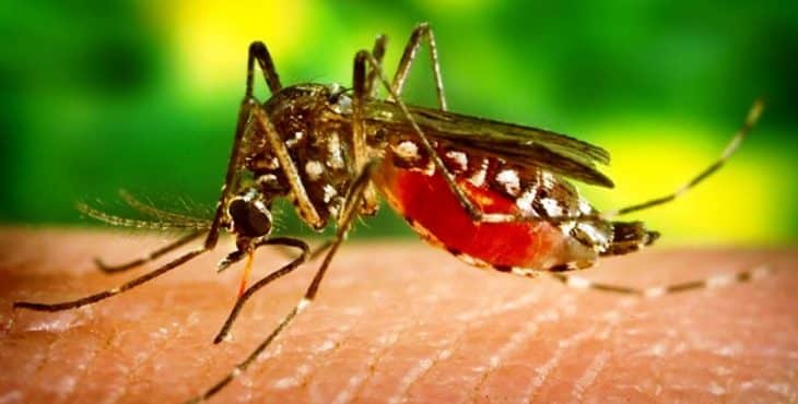 A través de la picada de mosquitos se transmiten varias enfermedades que resultan peligrosas