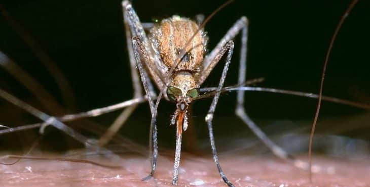 El paludismo es causado por el parásito Plasmodium que es vehiculizado a través de la hembra de Anopheles cuando esta pica a una persona con el propósito de obtener la sangre que requiere para nutrir a los huevos