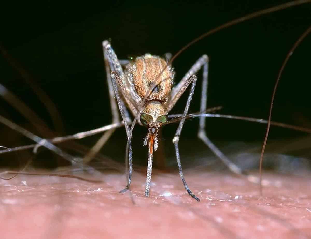 El paludismo es causado por el parásito Plasmodium que es vehiculizado a través de la hembra de Anopheles cuando esta pica a una persona con el propósito de obtener la sangre que requiere para nutrir a los huevos