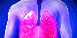 Los pulmones garantizan la adecuada oxigenación de los seres vivos