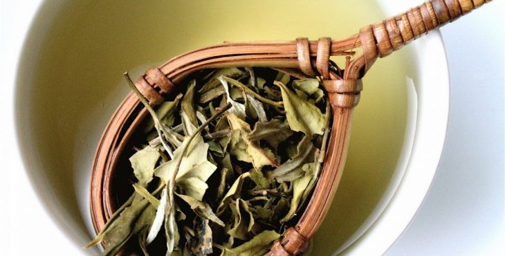 La selección de hojas garantiza que se mantengan las propiedades del té blanco.