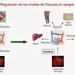 1-Los niveles de glucosa son de gran importancia en la salud