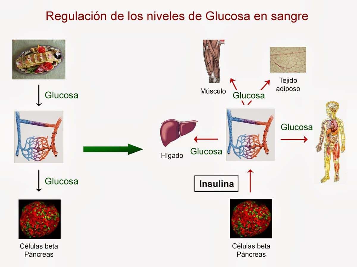 Los niveles de azúcar en la sangre son una expresión del funcionamiento de los mecanismos relacionados con el control de los hidratos de carbono 