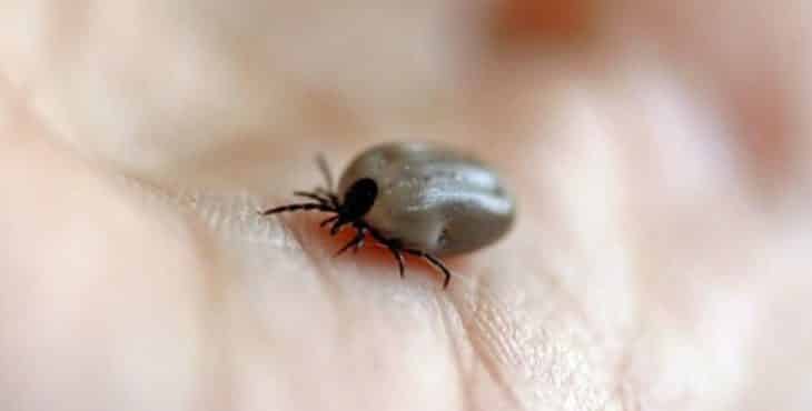 Al controlar las garrapatas se disminuye la potencial posibilidad de contraer la Enfermedad de Lyme