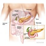 1-Organos asociados con el dolor de estomago