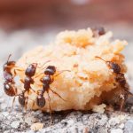 hormigas comida