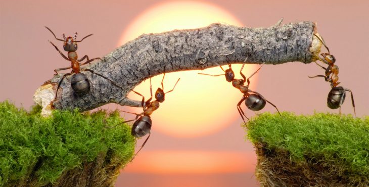 por que tenemos hormigas en casa