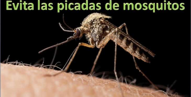 El virus del Zika pertenece a los arbovirus (virus transmitidos por artrópodos) y dentro de ellos al grupo llamado flavivirus