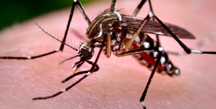 El mosquito puede transmitir el virus del Zika a mujeres embarazadas