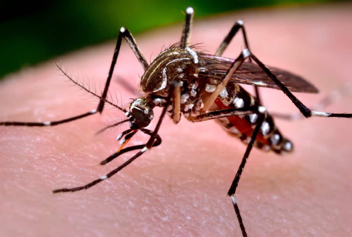 El mosquito puede transmitir el virus del Zika a mujeres embarazadas