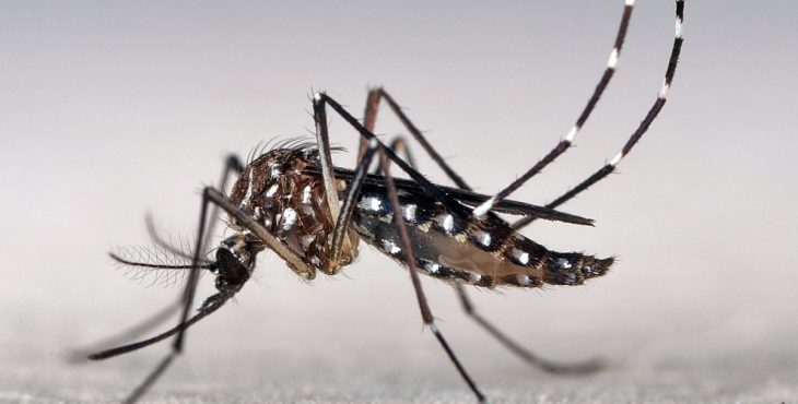 El control del mosquito transmisor del virus del Zika es la principal medida para evitar la infección