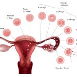 proceso ovulacion