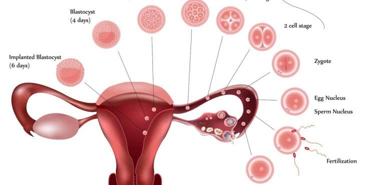 sintomas de ovulacion cómo calcular tus días fértiles