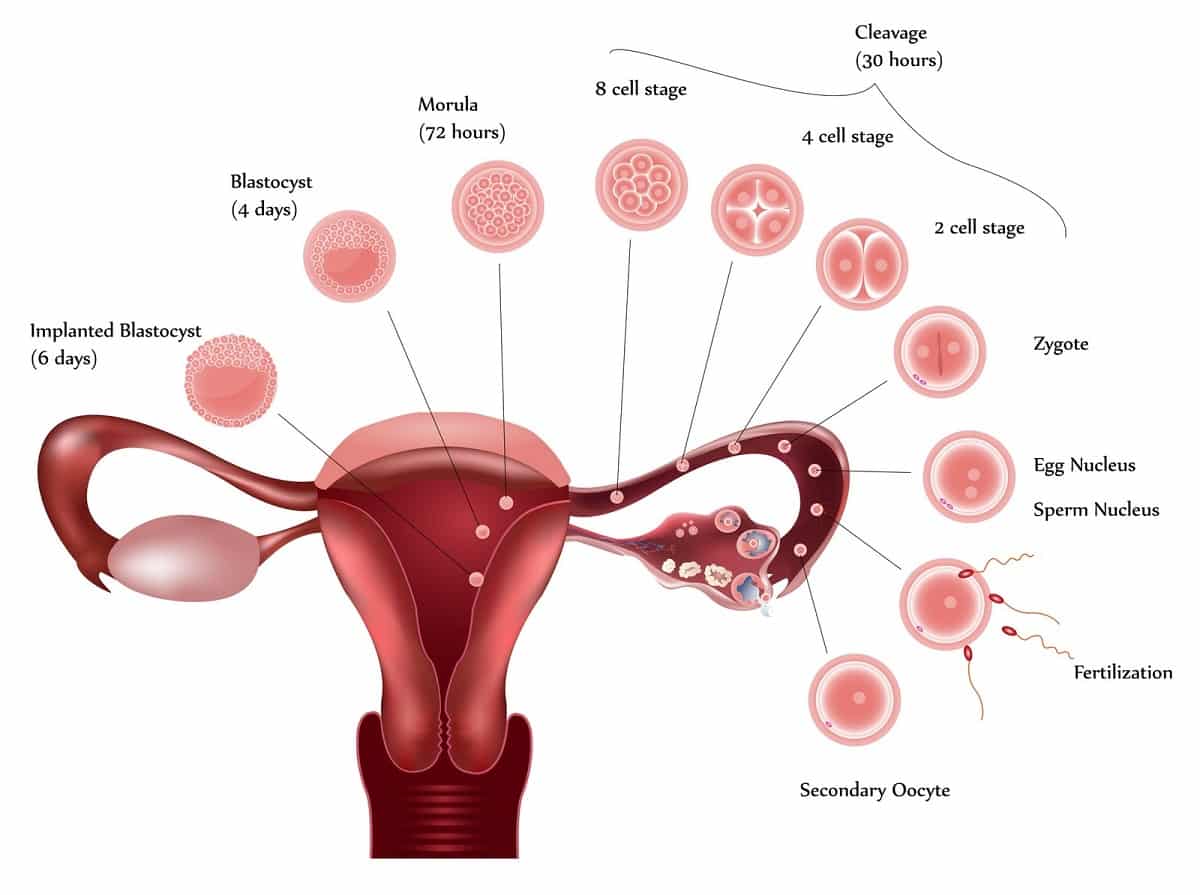 5 síntomas de ovulación que nunca habrías asociado a ella