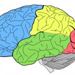Anatomia del cerebro que permite guardar recuerdos y generar la memoria