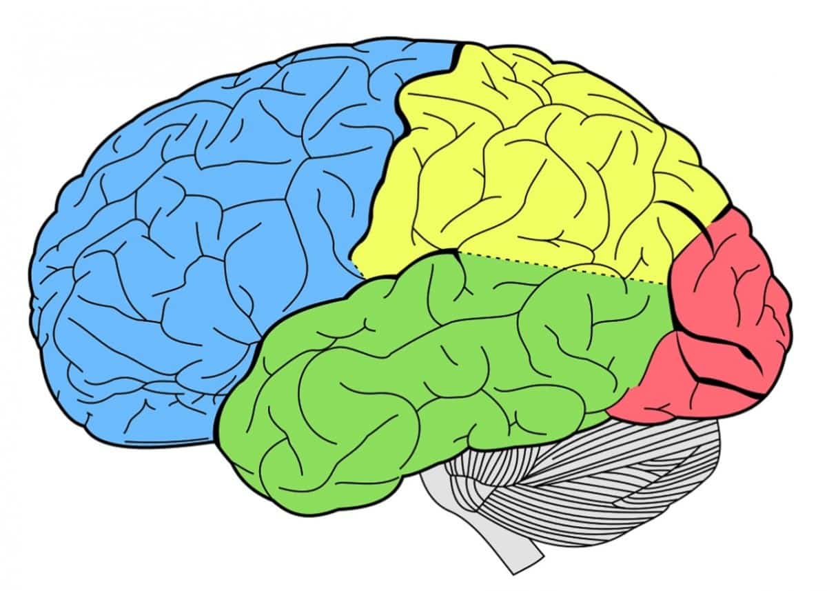 La memoria se estructura por las características anatómicas que tiene el cerebro humano.