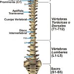 columna vertebral vista anterior