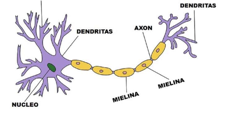 La mielina se afecta en el síndrome de Guillain-Barré