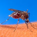 3-La transmision del zika
