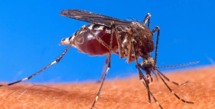 El incremento en los casos de Guillain-Barré se ha asociado con el virus del Zika