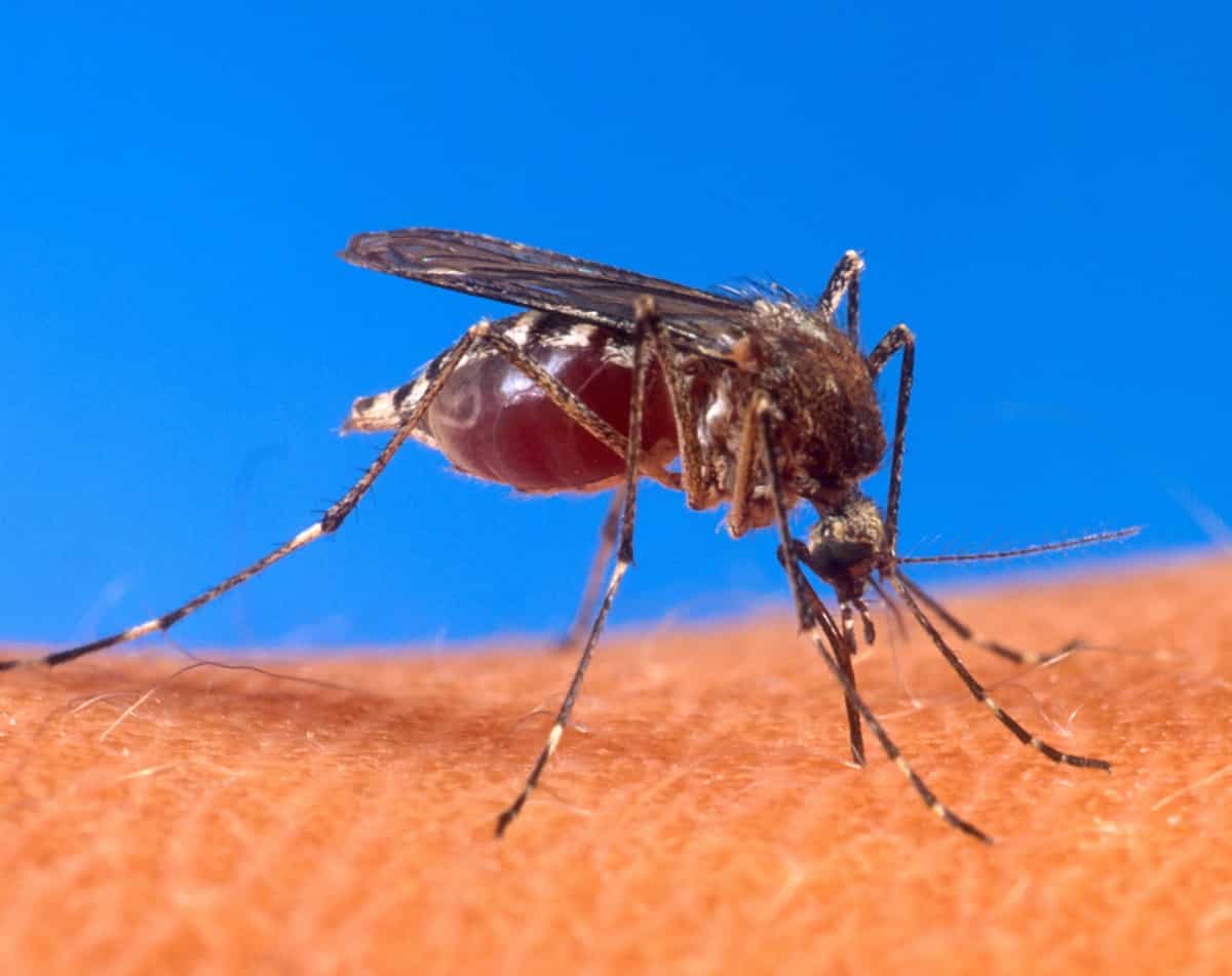 El Zika, y ahora el Guillain Barré… ¿que debes saber?