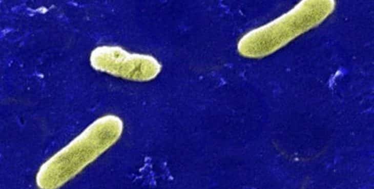La bacteria que causa la tos ferina es inmóvil, es decir, que no tiene la capacidad de desplazarse por sí misma