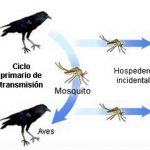 Ciclo biologico de mosquitos trasmisores de la fiebre del Nilo occidental