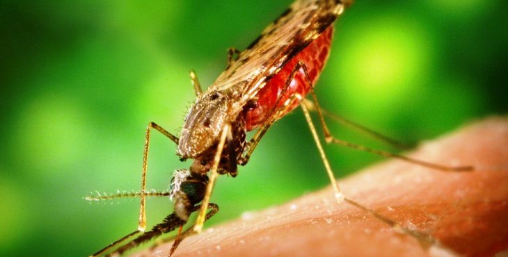 El mosquito Aedes aegypti transmisor de la fiebre amarilla