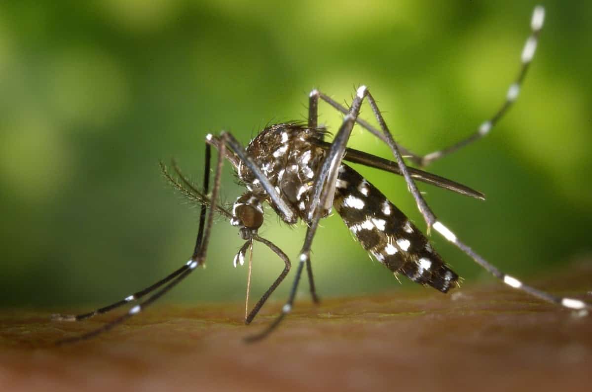 Sin el mosquito trasmisor no se diseminaría la fiebre del Nilo Occidental