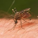Mosquito trasmisor de la fiebre del Nilo occidental