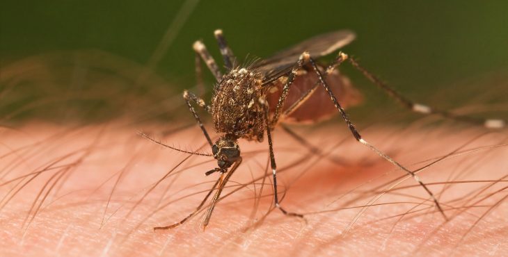 Otro tipo de mosquito trasmisor de la fiebre del Nilo Occidental