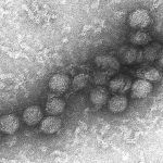 Virus causante de la fiebre del Nilo occidental