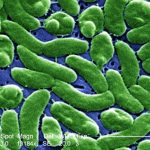 Bacteria Vibrio cholerae causante del cólera