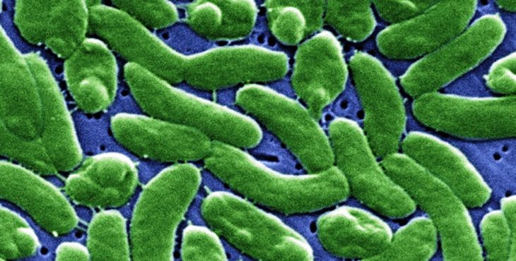 Bacteria Vibrio cholerae responsable del cólera