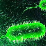 Caracteristicas de la bacteria causante del cólera