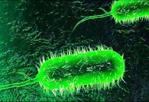 El cólera es transmitido por la bacteria Vibrio cholerae