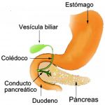 El estómago y su relación con otros órganos del sistema digestivo