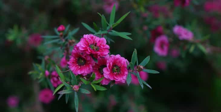 Flores del árbol Manuka - Leptospermum o árbol del té
