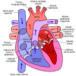 Diagrama del Corazón humano